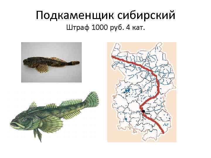 Подкаменщик сибирский Штраф 1000 руб. 4 кат. 