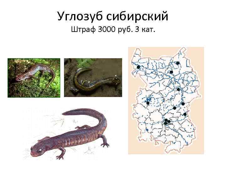 Углозуб сибирский Штраф 3000 руб. 3 кат. 