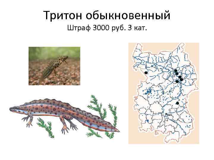 Тритон обыкновенный Штраф 3000 руб. 3 кат. 