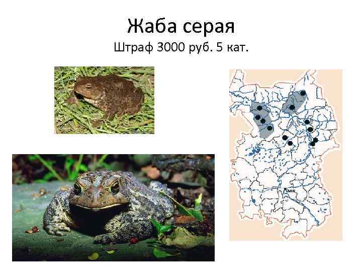 Жаба серая Штраф 3000 руб. 5 кат. 