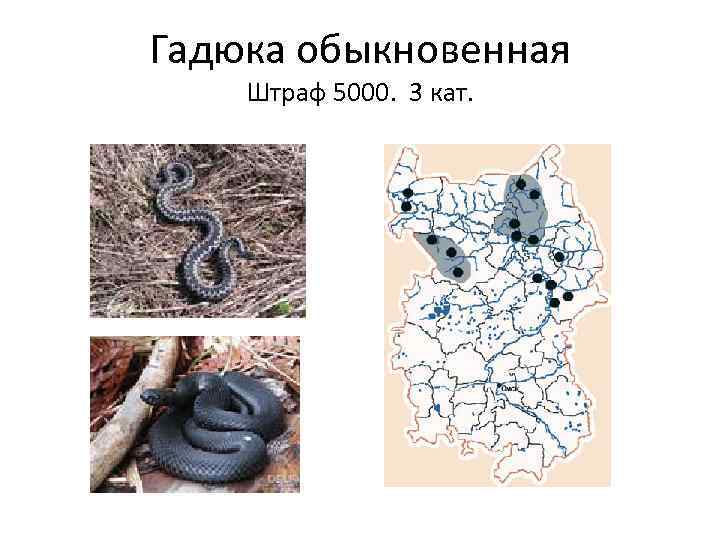 Гадюка обыкновенная Штраф 5000. 3 кат. 