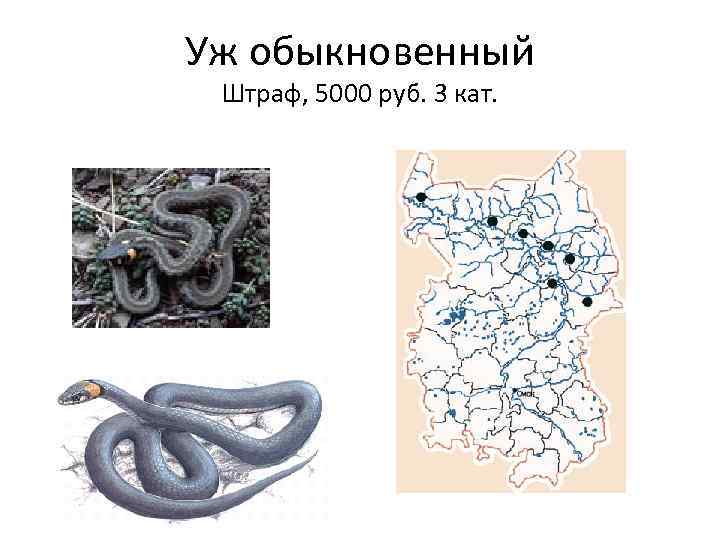 Уж обыкновенный Штраф, 5000 руб. 3 кат. 