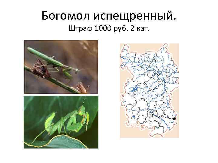 Богомол испещренный. Штраф 1000 руб. 2 кат. 