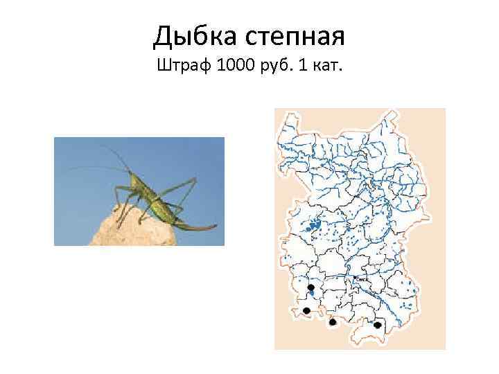 Дыбка степная Штраф 1000 руб. 1 кат. 