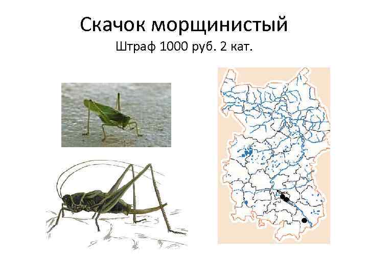 Скачок морщинистый Штраф 1000 руб. 2 кат. 