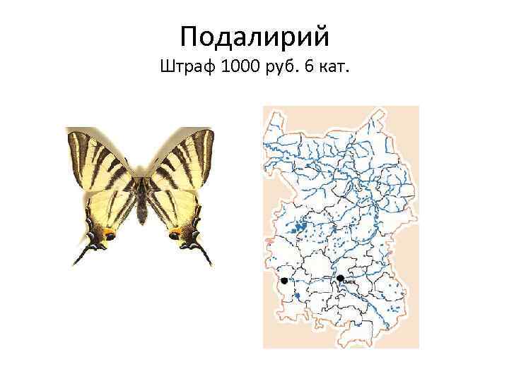 Подалирий Штраф 1000 руб. 6 кат. 