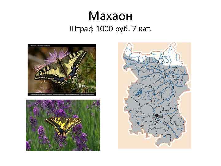 Махаон Штраф 1000 руб. 7 кат. 