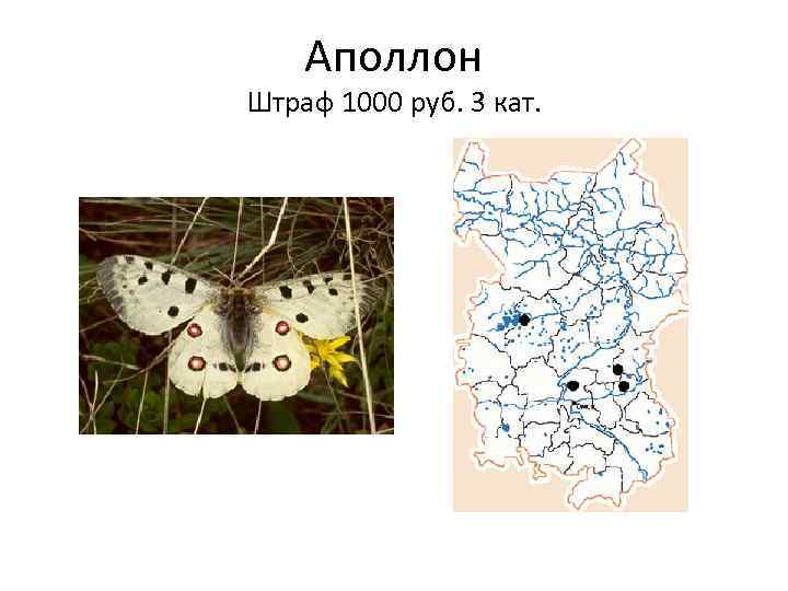 Аполлон Штраф 1000 руб. 3 кат. 