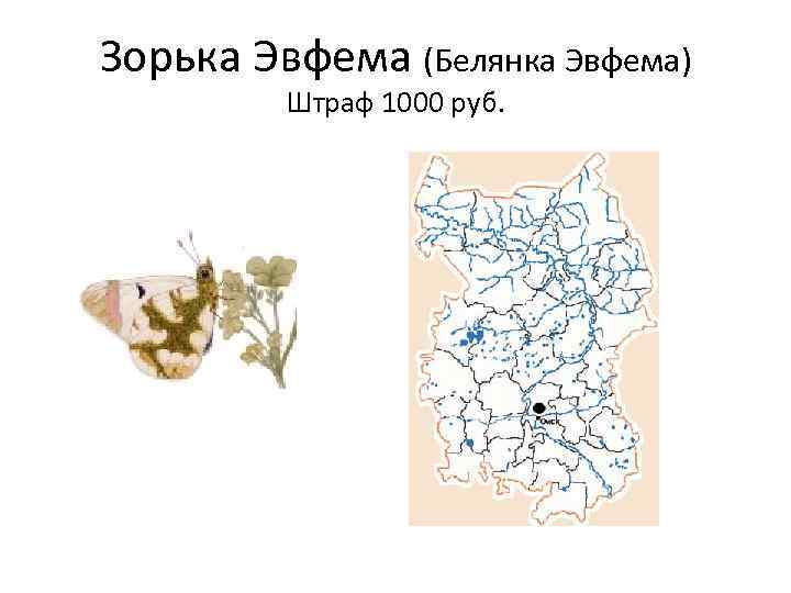 Зорька Эвфема (Белянка Эвфема) Штраф 1000 руб. 