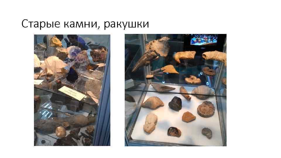 Старые камни, ракушки 