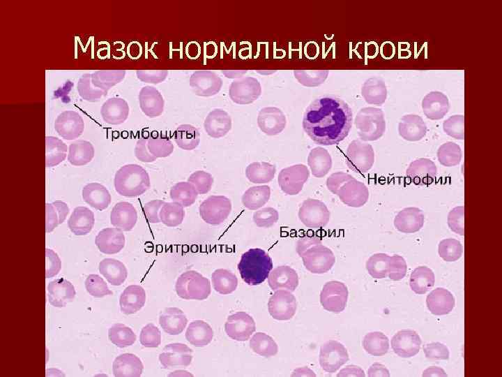 Мазок нормальной крови 