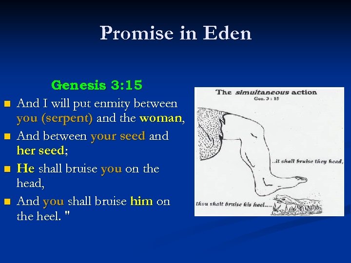 Promise in Eden n n Genesis 3: 15 And I will put enmity between