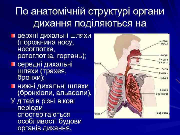 По анатомічній структурі органи дихання поділяються на верхні дихальні шляхи (порожнина носу, носоглотка, ротоглотка,