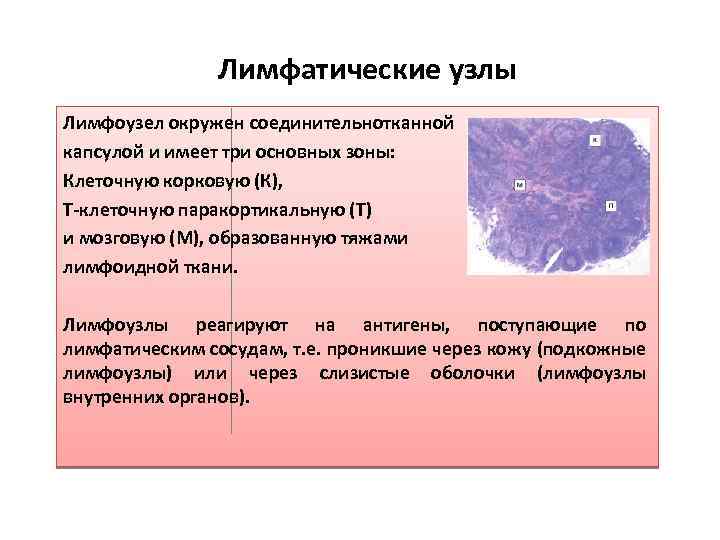 Лимфоидная ткань органы