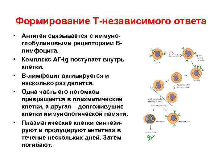 Формирование т. Схема иммунного ответа на т зависимые антигены. Т-зависимый гуморальный иммунный ответ схема. Т-зависимый иммунный ответ схема. Т-независимый гуморальный иммунный ответ характеризуется.