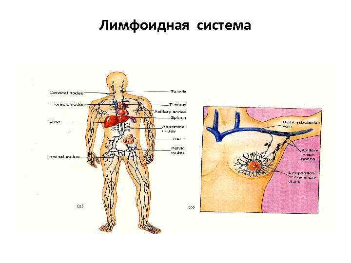Лимфоидная ткань органы. Первичная лимфоидная система. Вторичная лимфоидная система. Лимфоидная ткань пищеварительной системы. Лимфоидная ткань мочеполовой системы.