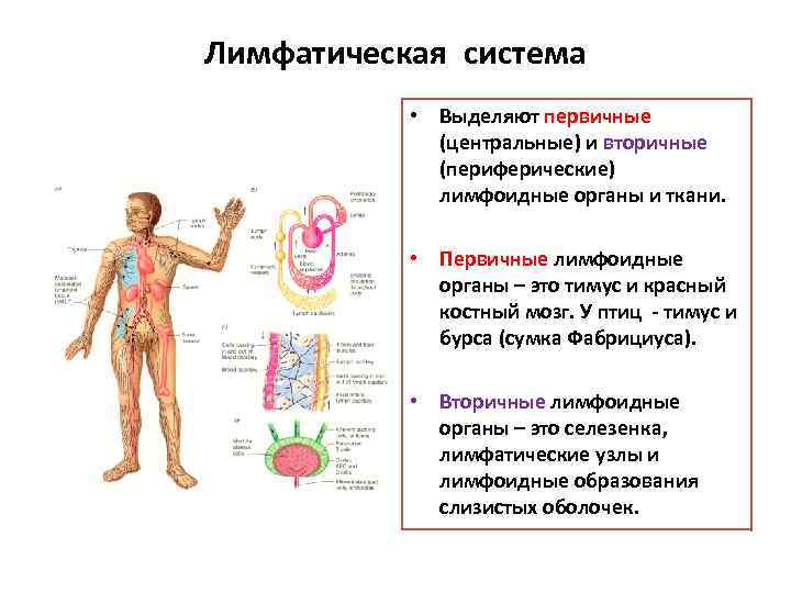 Схема демонстрирующая расположение центральных и периферических органов иммунитета