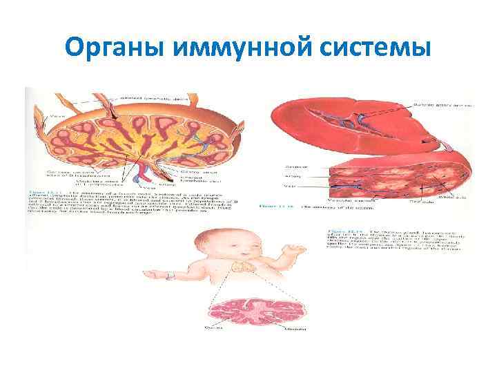 План исследования животного по системам органов