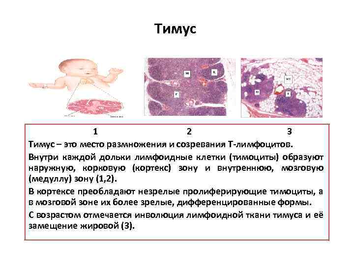 Тимус источник развития общий план строения функция