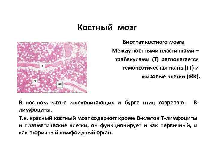 Кристальный костный мозг карта