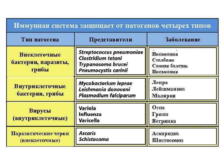 Иммунная система защищает от патогенов четырех типов Тип патогена Внеклеточные бактерии, паразиты, грибы Представители