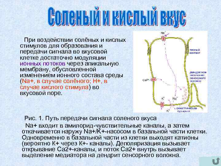  При воздействии солёных и кислых стимулов для образования и передачи сигнала во вкусовой