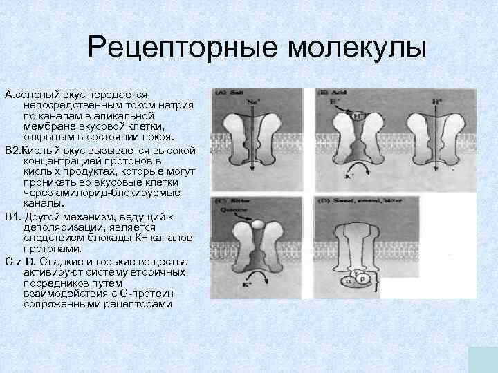 Рецепторные молекулы А. соленый вкус передается непосредственным током натрия по каналам в апикальной мембране