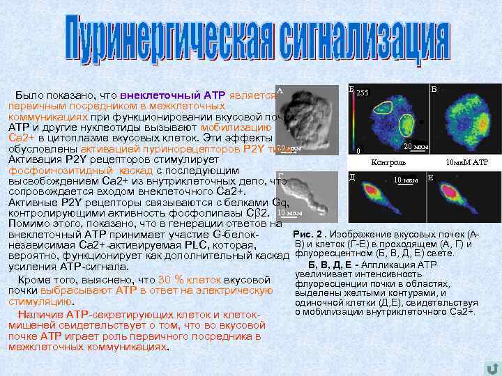 А Б В 255 Было показано, что внеклеточный АТР является первичным посредником в межклеточных