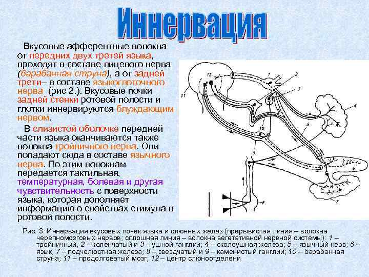 Вкусовые афферентные волокна от передних двух третей языка, проходят в составе лицевого нерва