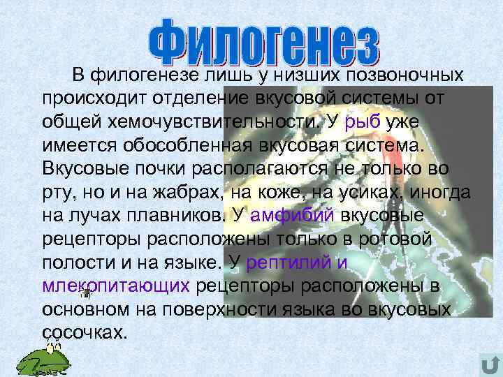  В филогенезе лишь у низших позвоночных происходит отделение вкусовой системы от общей хемочувствительности.