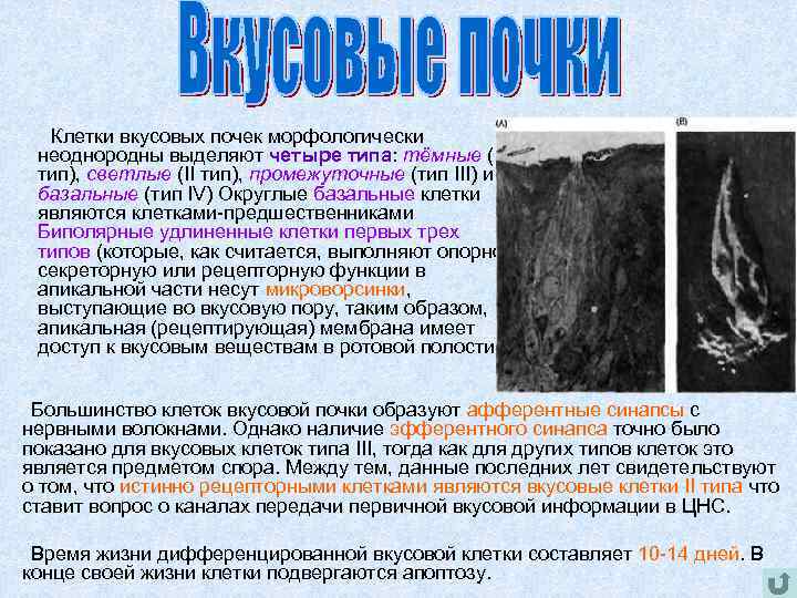  Клетки вкусовых почек морфологически неоднородны выделяют четыре типа: тёмные (I тип), светлые (II