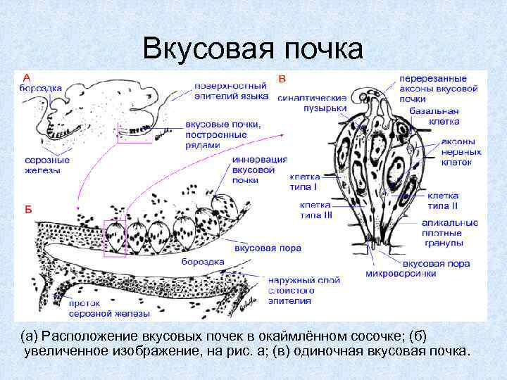 Вкусовая почка (а) Расположение вкусовых почек в окаймлённом сосочке; (б) увеличенное изображение, на рис.
