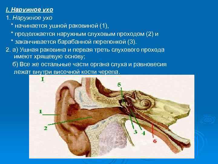 Барабанная перепонка находится в ухе