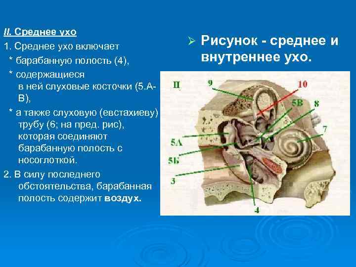 II. Среднее ухо 1. Среднее ухо включает * барабанную полость (4), * содержащиеся в