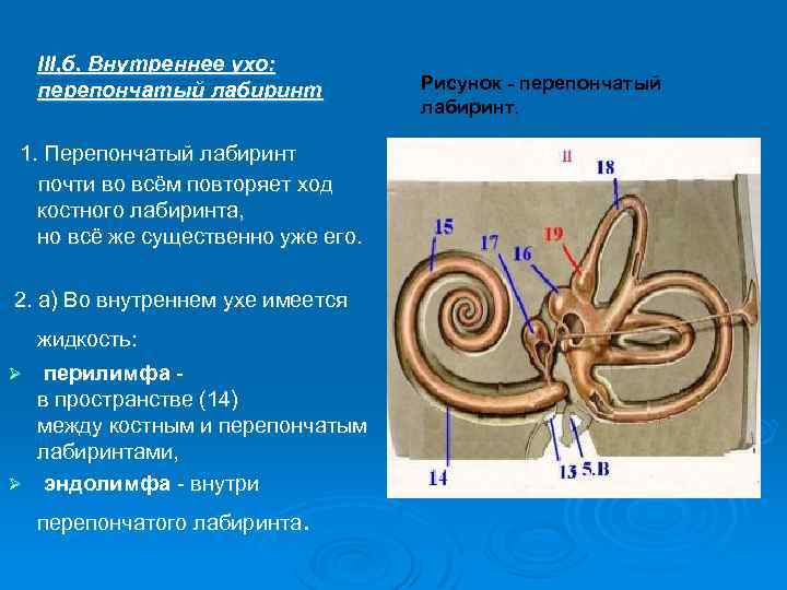Строение костного и перепончатого Лабиринта внутреннего уха. Улитка внутреннего уха функции