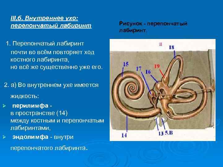 Среднее и внутреннее ухо функции. Строение костного и перепончатого Лабиринта внутреннего уха.