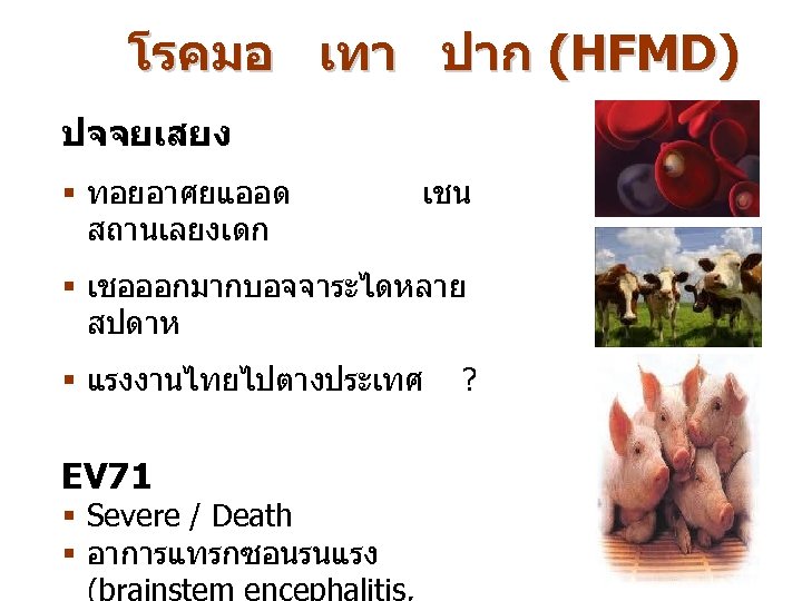 โรคมอ เทา ปาก (HFMD) ปจจยเสยง § ทอยอาศยแออด สถานเลยงเดก เชน § เชอออกมากบอจจาระไดหลาย สปดาห § แรงงานไทยไปตางประเทศ