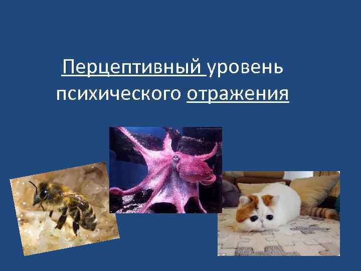 Перцептивный уровень психического отражения 