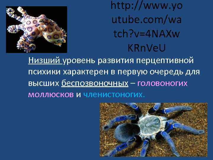http: //www. yo utube. com/wa tch? v=4 NAXw KRn. Ve. U Низший уровень развития