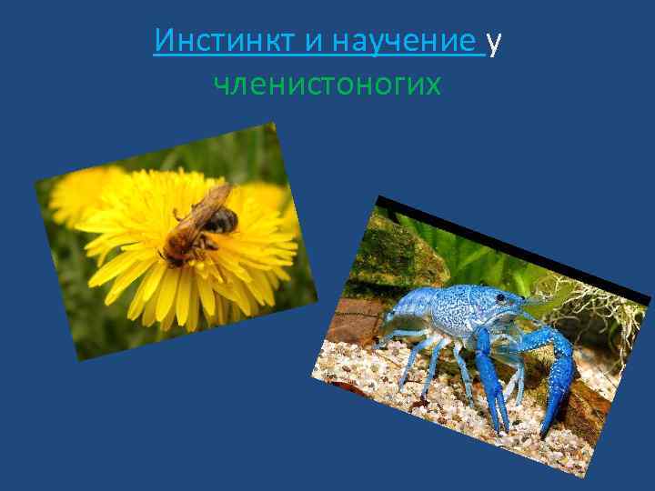 Инстинкт и научение у членистоногих 