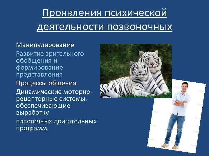 Проявления психической деятельности позвоночных Манипулирование Развитие зрительного обобщения и формирование представления Процессы общения Динамические