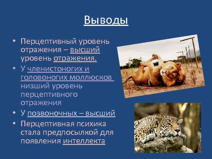 Выводы • Перцептивный уровень отражения – высший уровень отражения. • У членистоногих и головоногих