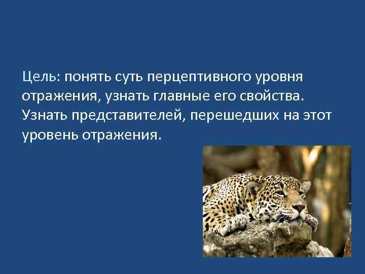Цель: понять суть перцептивного уровня отражения, узнать главные его свойства. Узнать представителей, перешедших на