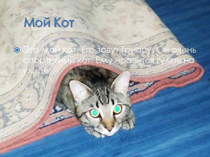 Мой Кот Это мой кот. Его зовут Трипсу. Он очень спортивный кот. Ему нравится