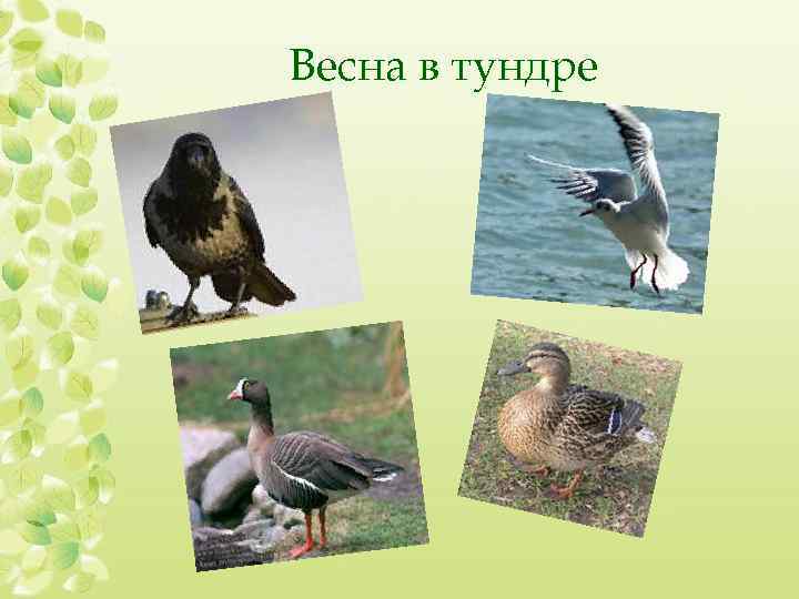 Весна в тундре 