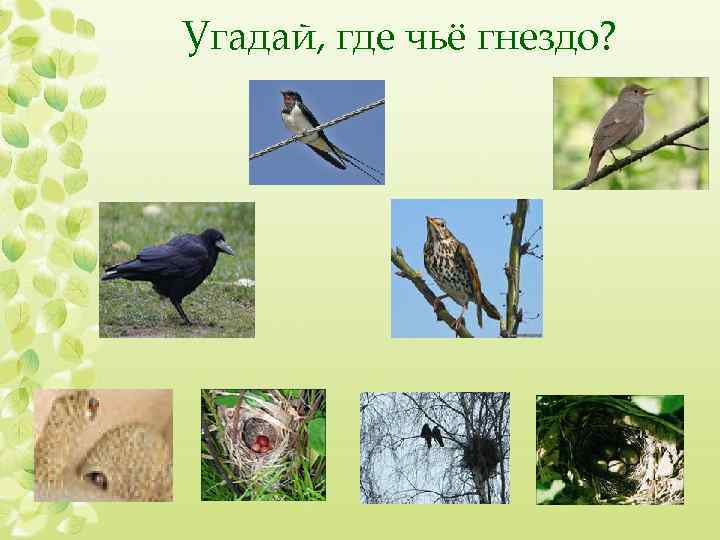 Угадай, где чьё гнездо? 