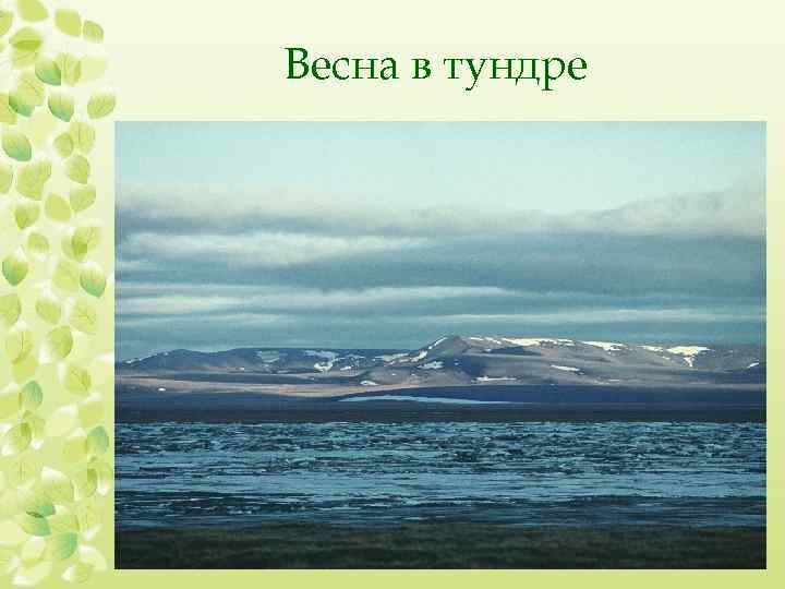 Весна в тундре 