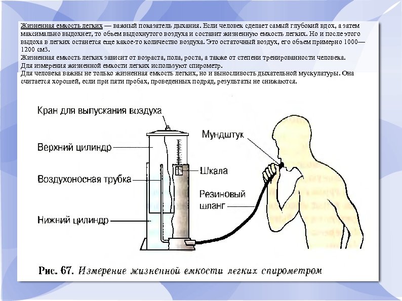 Жизненная емкость легких — важный показатель дыхания. Если человек сделает самый глубокий вдох, а