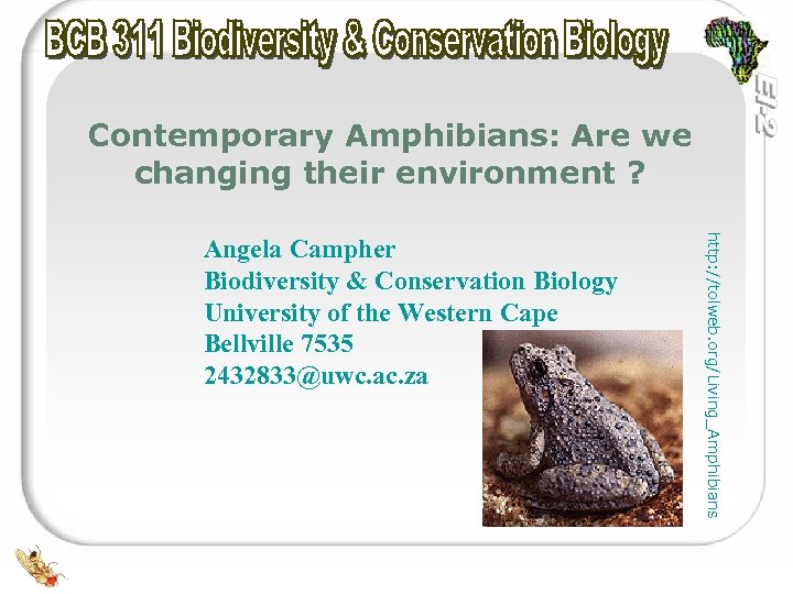 Contemporary Amphibians: Are we changing their environment ? http: //tolweb. org/Living_Amphibians Angela Campher Biodiversity