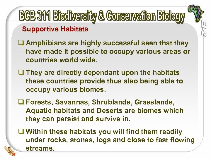 Supportive Habitats q Amphibians are highly successful seen that they have made it possible